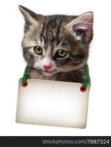 Cat or kitten with a blank card hanging around the cute feline neck isolated on a white background.