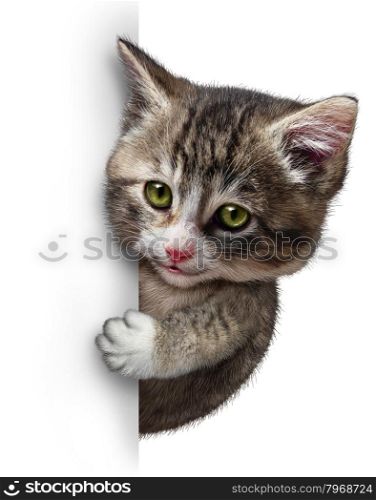 Cat or kitten with a blank vertical card sign as a cute feline with a smiling happy expression supporting and communicating a message pertaining to pet health care and welfare.
