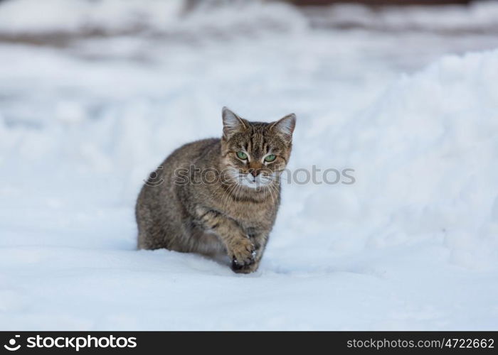 Cat out in the snow in winter season