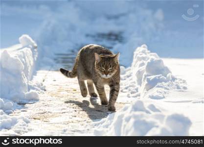 Cat out in the snow in winter season