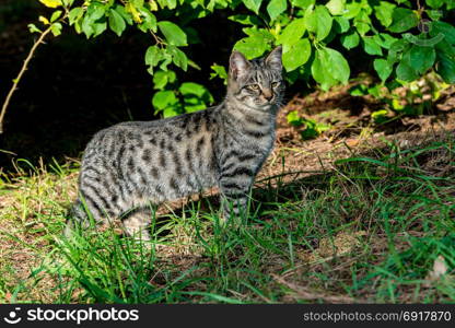 Cat outdoors. Beautiful cat