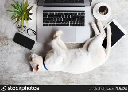 cat pet sleep on work desk