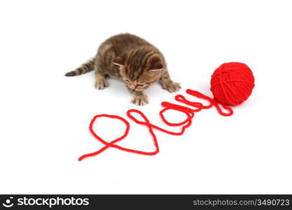 cat play in red wool