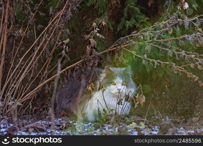 Cat playing in the snow. Portrait of cat outdoors in winter.. Young cat on a winter day in a garden