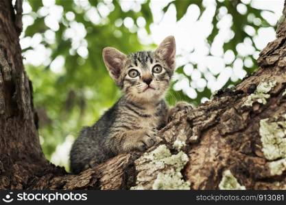 cat playing on tree