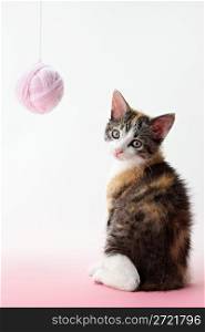 cat playing with yarn