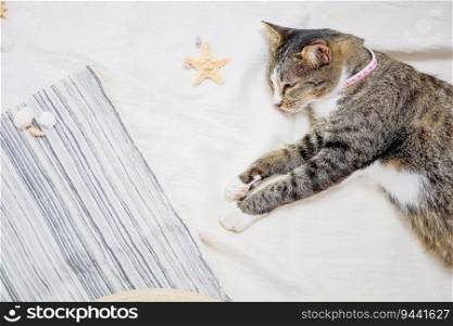 Cat  relaxing on beach Summer holiday vacation and travel concept background beach in summer copy space