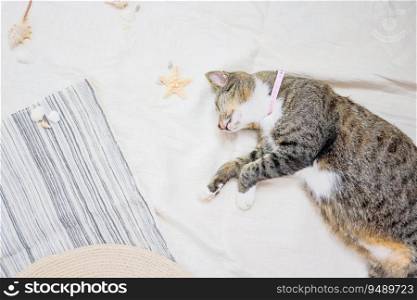 Cat  relaxing on beach Summer holiday vacation and travel concept background beach in summer copy space