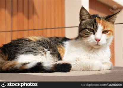 cat resting on the top of a wall