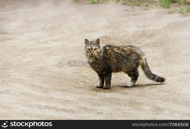 Cat&rsquo;s on the road. Brown fluffy cat standing on a sandy empty road.
