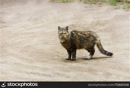 Cat&rsquo;s on the road. Brown fluffy cat standing on a sandy empty road.