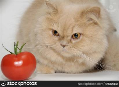 Cat&rsquo;s staring at tomato