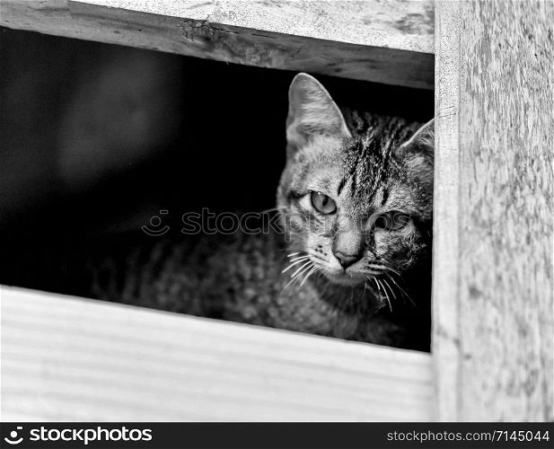 Cat sad depressed animal / Asia kittens cat on window looking outside waiting for the owner