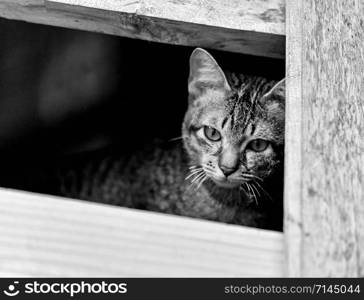 Cat sad depressed animal / Asia kittens cat on window looking outside waiting for the owner