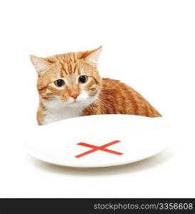 Cat sits and looks at a plate with an interdiction, isolated