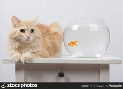 Cat sits near the aquarium with goldfish. domestic cat sitting on a table on which there is an aquarium with goldfish