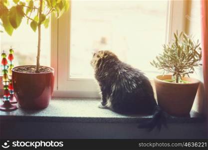 Cat sits on window sill with home decor and flower pot and looking outside.