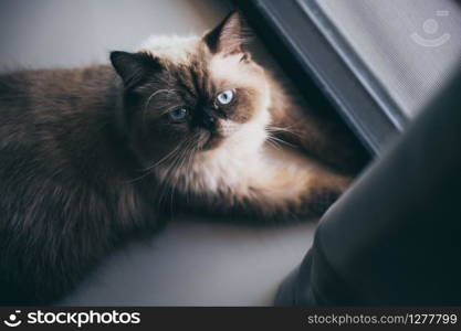 cat sitting alone and look out at the door, himalayan cat