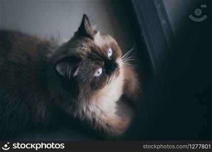 cat sitting alone and look out at the door, himalayan cat