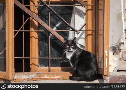 Cat sitting at grunge window of abandoned house