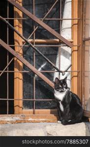 Cat sitting at grunge window of abandoned house