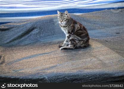 cat sitting on a boat ,Cinque Terre,Italy