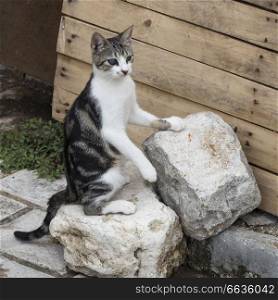 Cat sitting on a rock, Budva, Montenegro