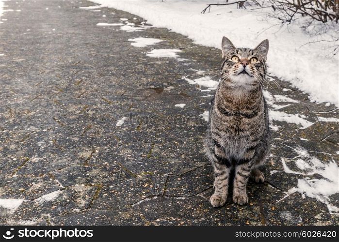 Cat sitting on a sidewalk in the winter