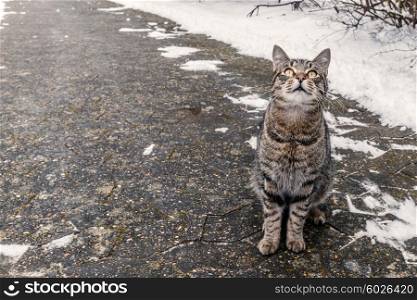 Cat sitting on a sidewalk in the winter