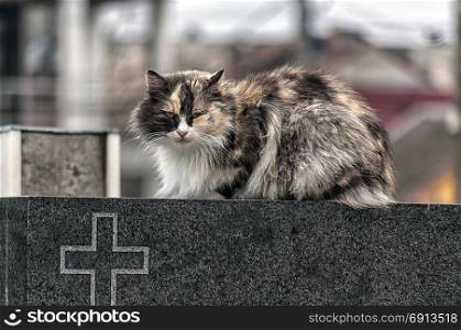 Cat sitting on a tobstone in a cemetery