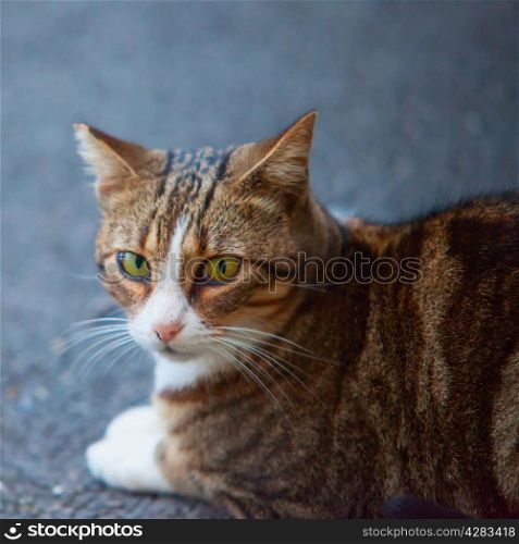 Cat sitting on the asphalt, focus on the eyes