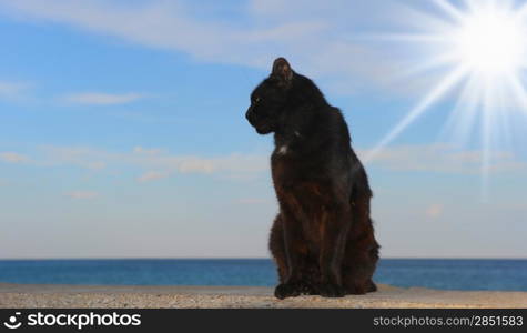 Cat sitting on the beach at sunset