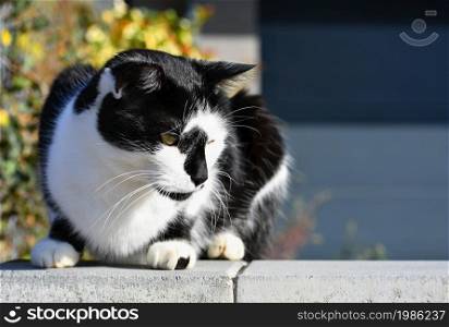 Cat sitting on the wall. The animal rests in the sun. natural blurred background.