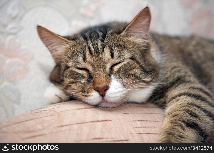 Cat sleeping by sofa. Kuzia - senior cat (12 y.o.)