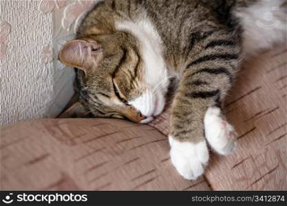 Cat sleeping by sofa. Kuzia - senior cat (12 y.o.)