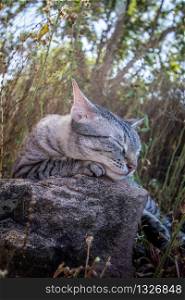 Cat sleeping on a rock in the grass in Africa.
