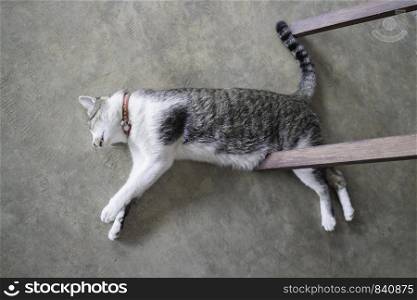 Cat sleeping on the floor, stock photo
