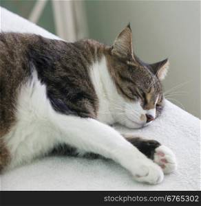 Cat sleeping with one eye open, horizontal image
