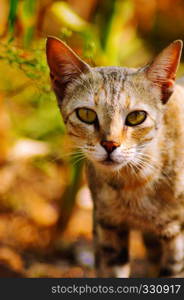 Cat Staring at you, Satara, Maharashtra, India. Cat Staring at you, Satara, Maharashtra, India.