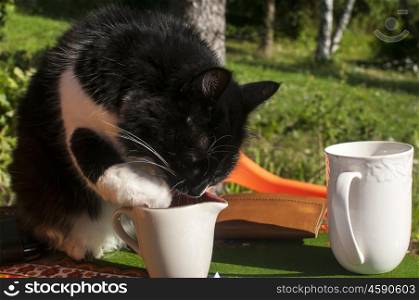 Cat steals milk from milk jug on table in garden
