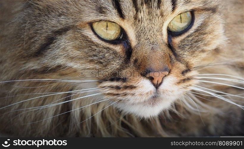 cat tabby face whiskers pet
