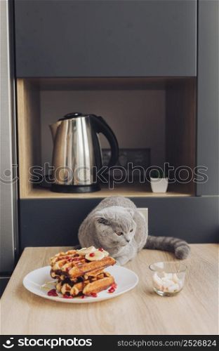 cat table with waffle
