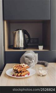 cat table with waffle