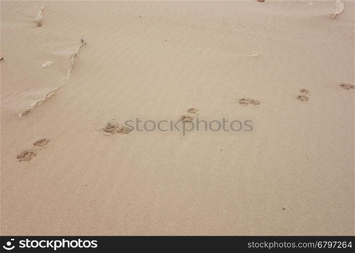 cat tracks on sand