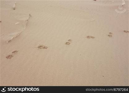 cat tracks on sand