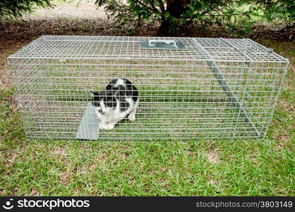 Cat trapped in a humane non lethal animal trap