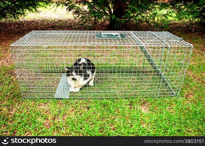 Cat trapped in a humane non lethal animal trap