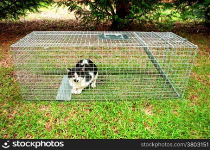 Cat trapped in a humane non lethal animal trap