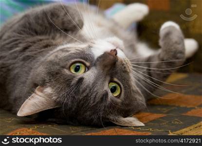 cat upside-down