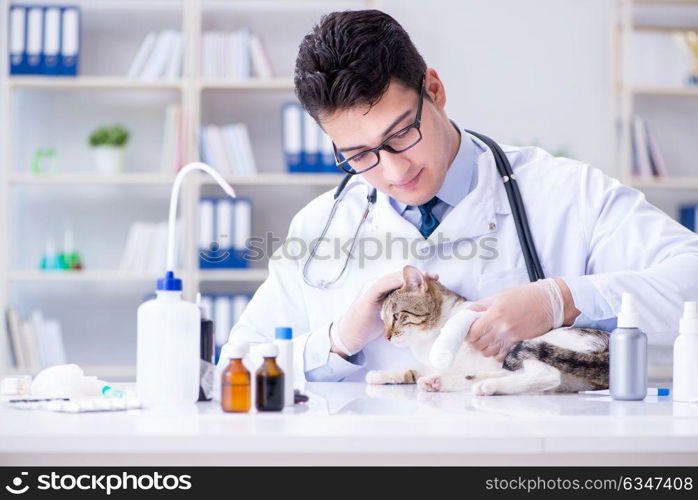 Cat visiting vet for regular check up